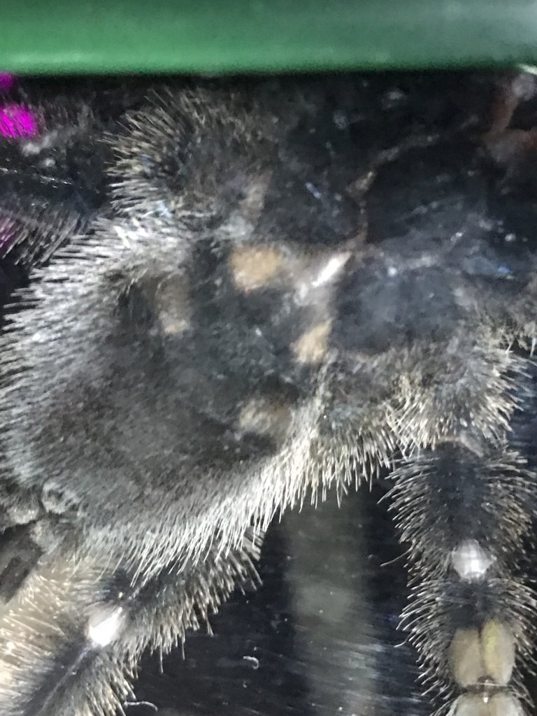 Avicularia avicularia