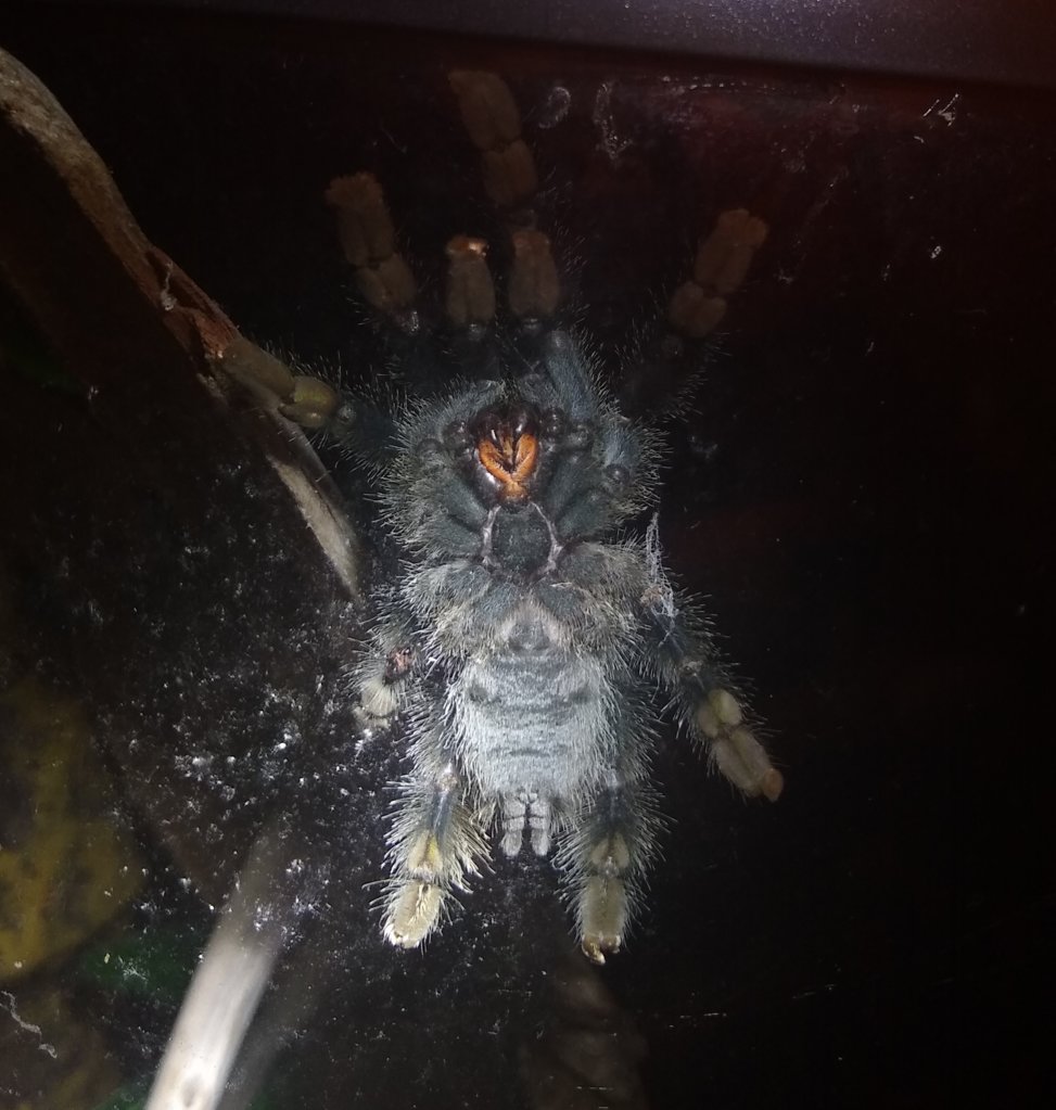 Avicularia avicularia