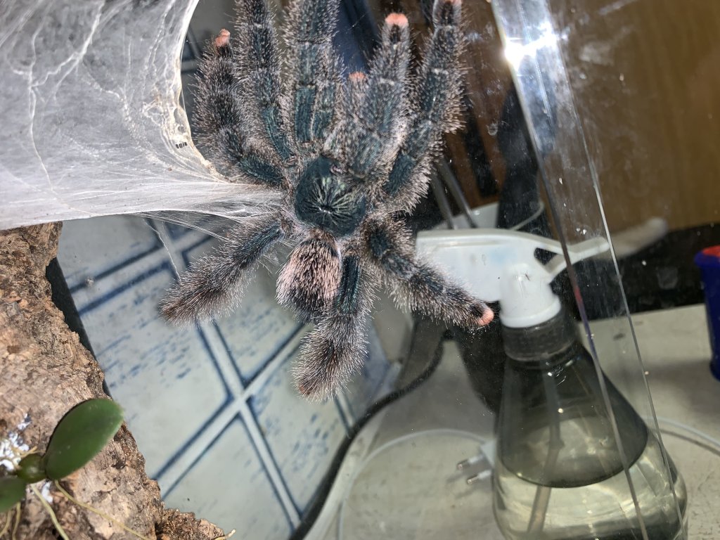 Avicularia avicularia