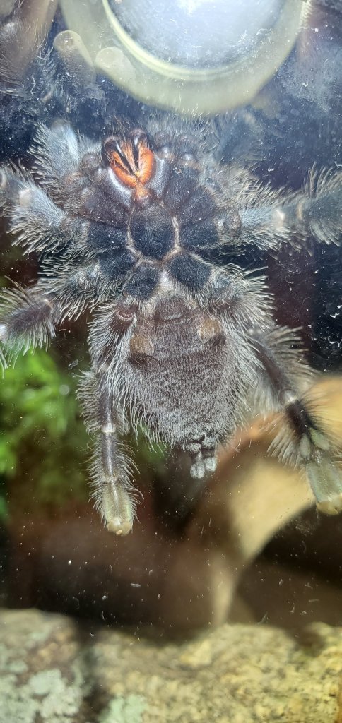 Avicularia avicularia