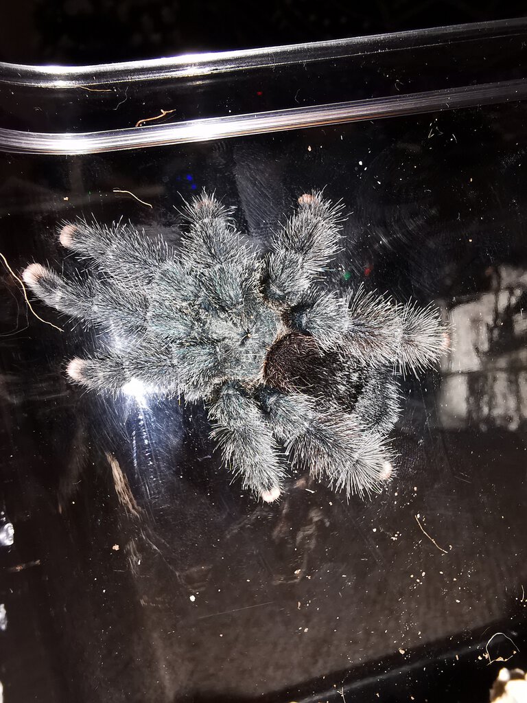 Avicularia avicularia