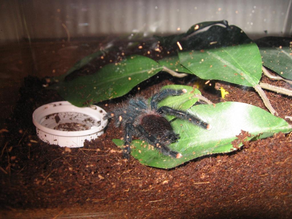 avicularia.  avicularia