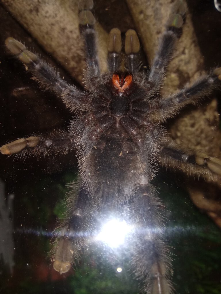 Avicularia Avicularia