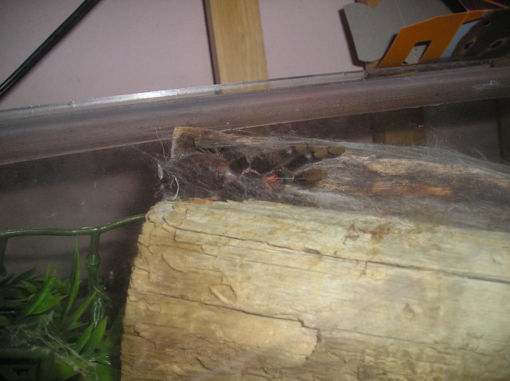 Avicularia Avicularia