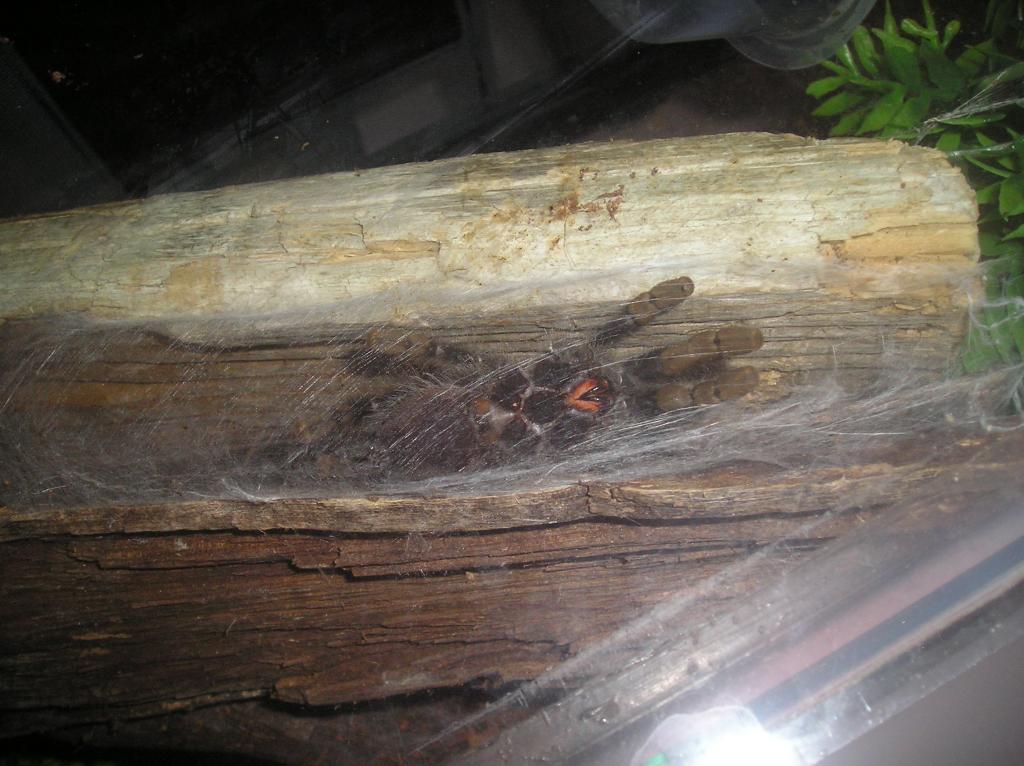 Avicularia Avicularia