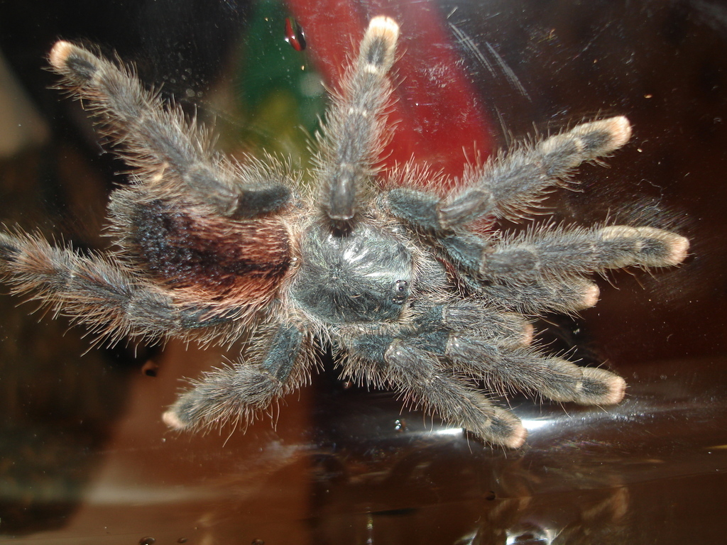 Avicularia avicularia