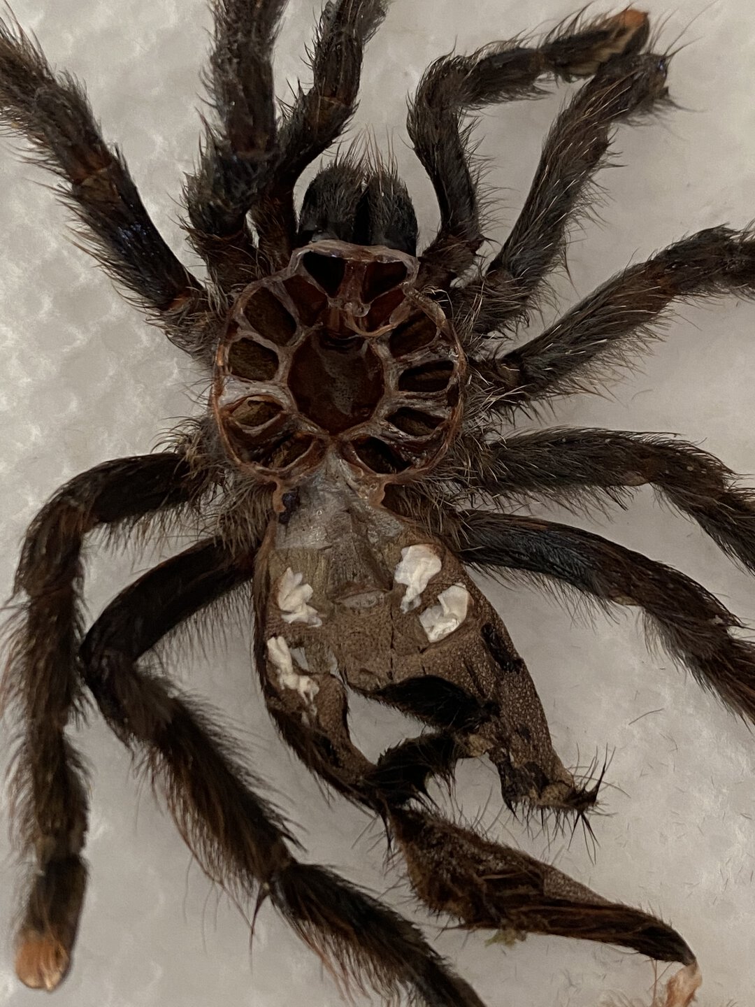 Avicularia avicularia