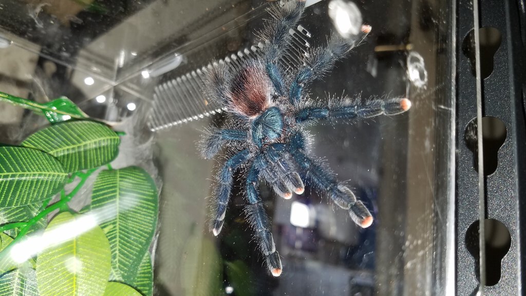 Avicularia Avicularia