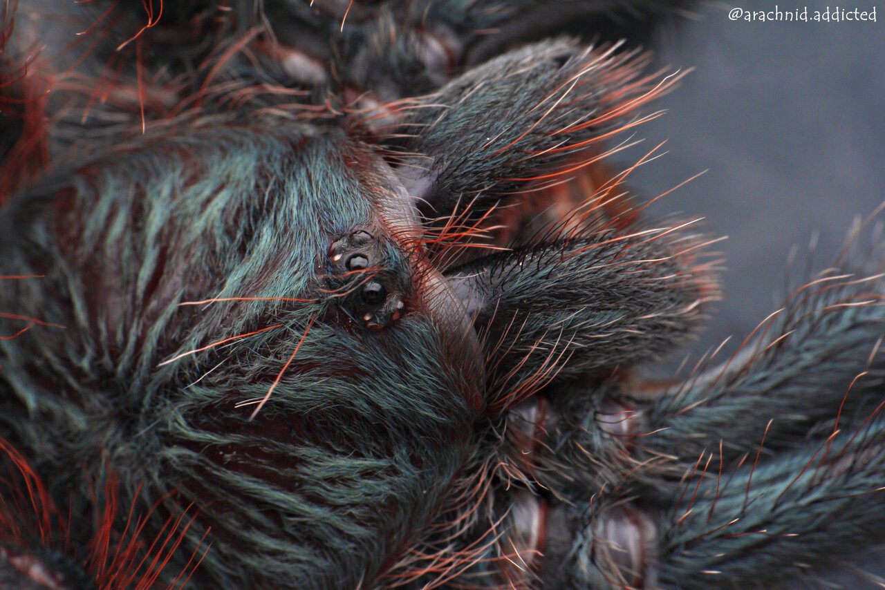 Avicularia avicularia.