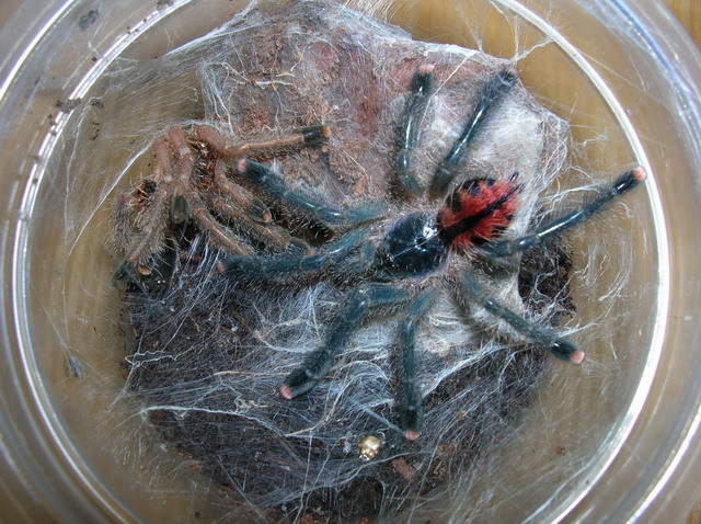 Avicularia avicularia