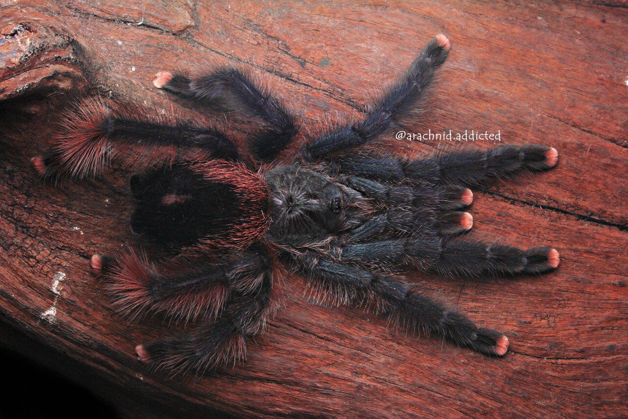 Avicularia avicularia.