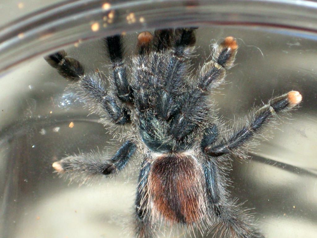 Avicularia Avicularia