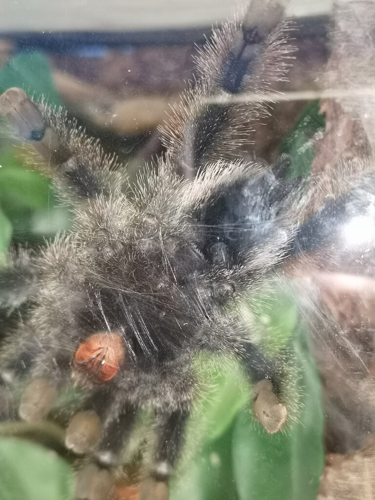 Avicularia avicularia