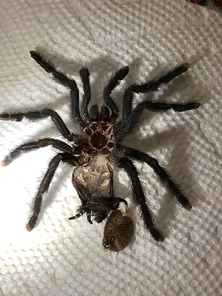 Avicularia avicularia