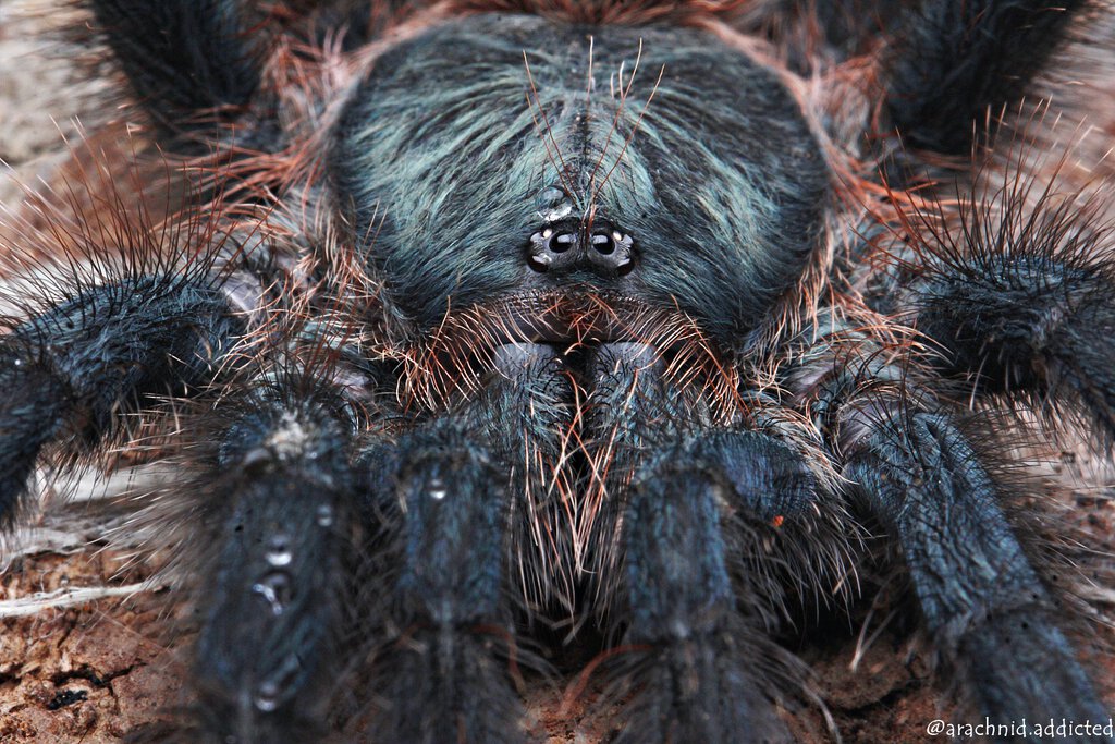 Avicularia avicularia.