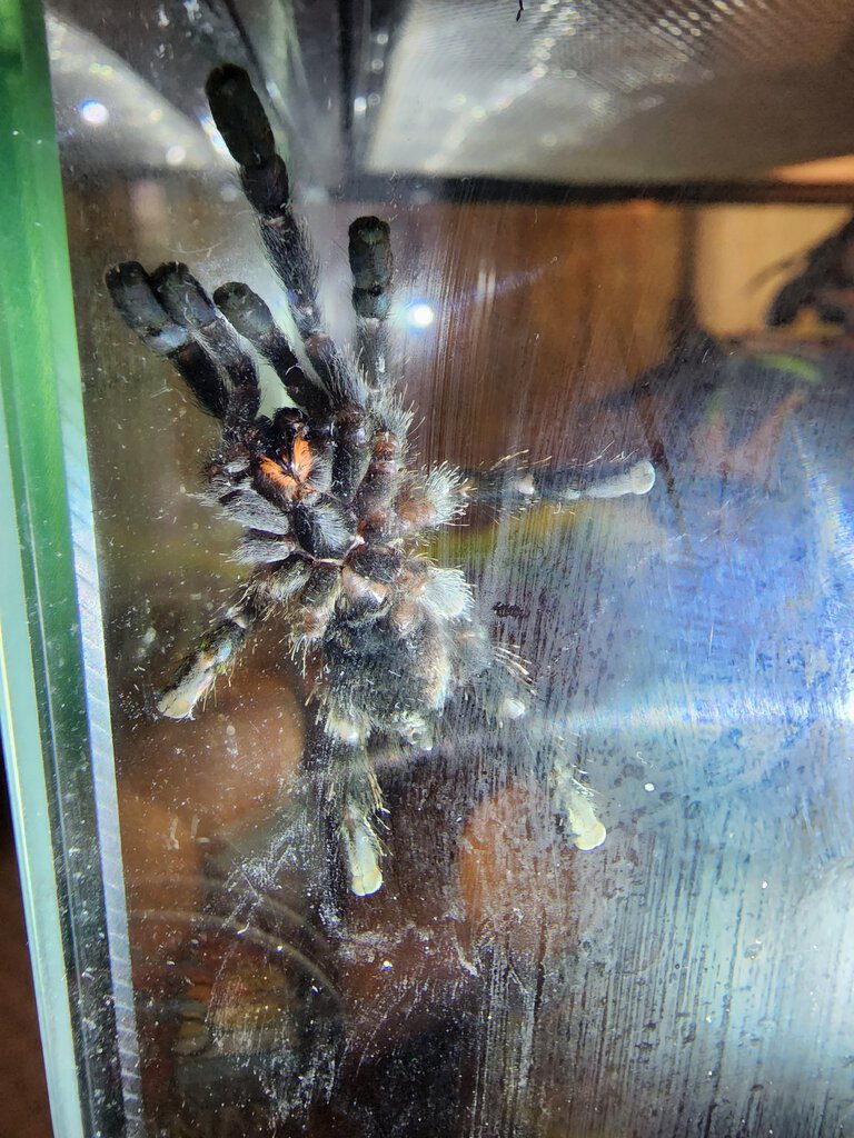 Avicularia Avicularia