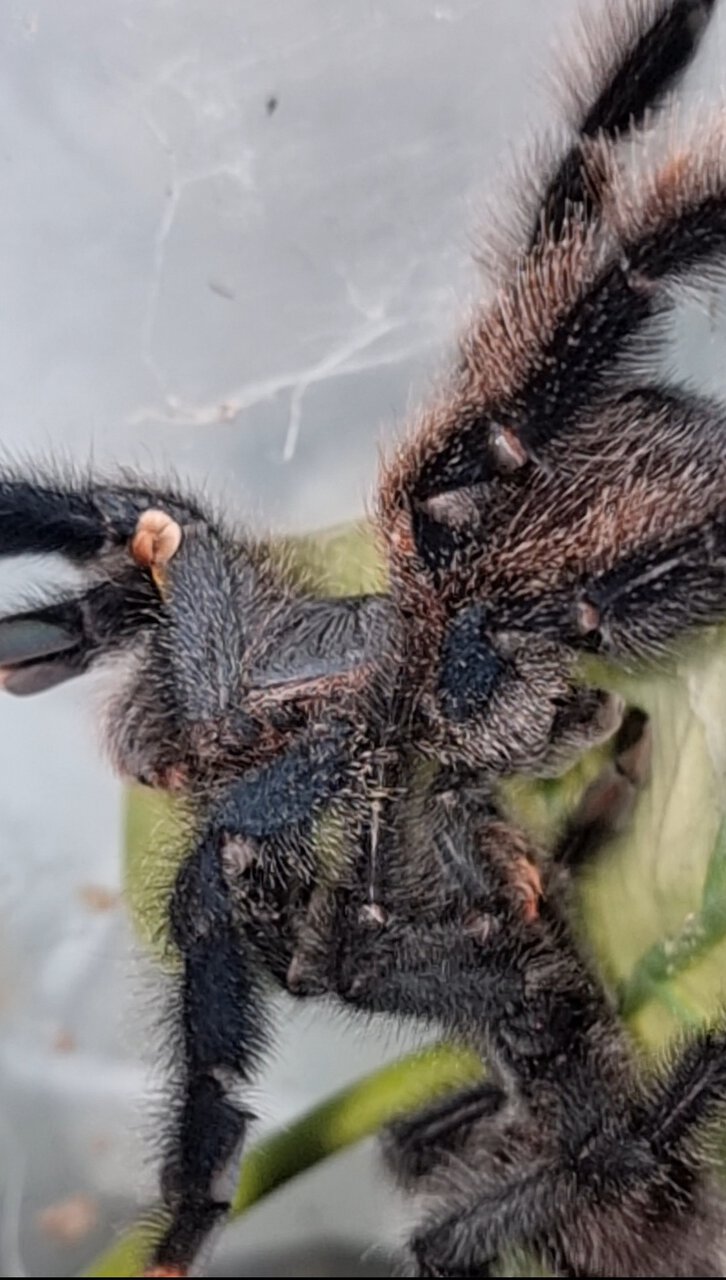 Avicularia avicularia