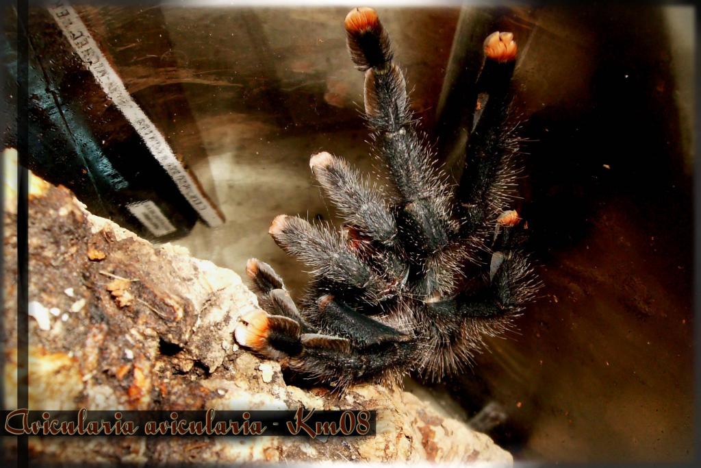 Avicularia avicularia