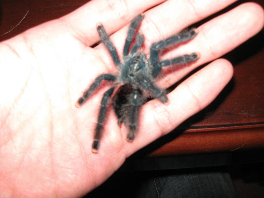 avicularia avicularia