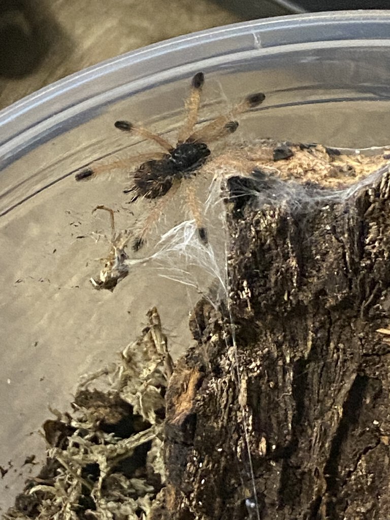 Avicularia Avicularia