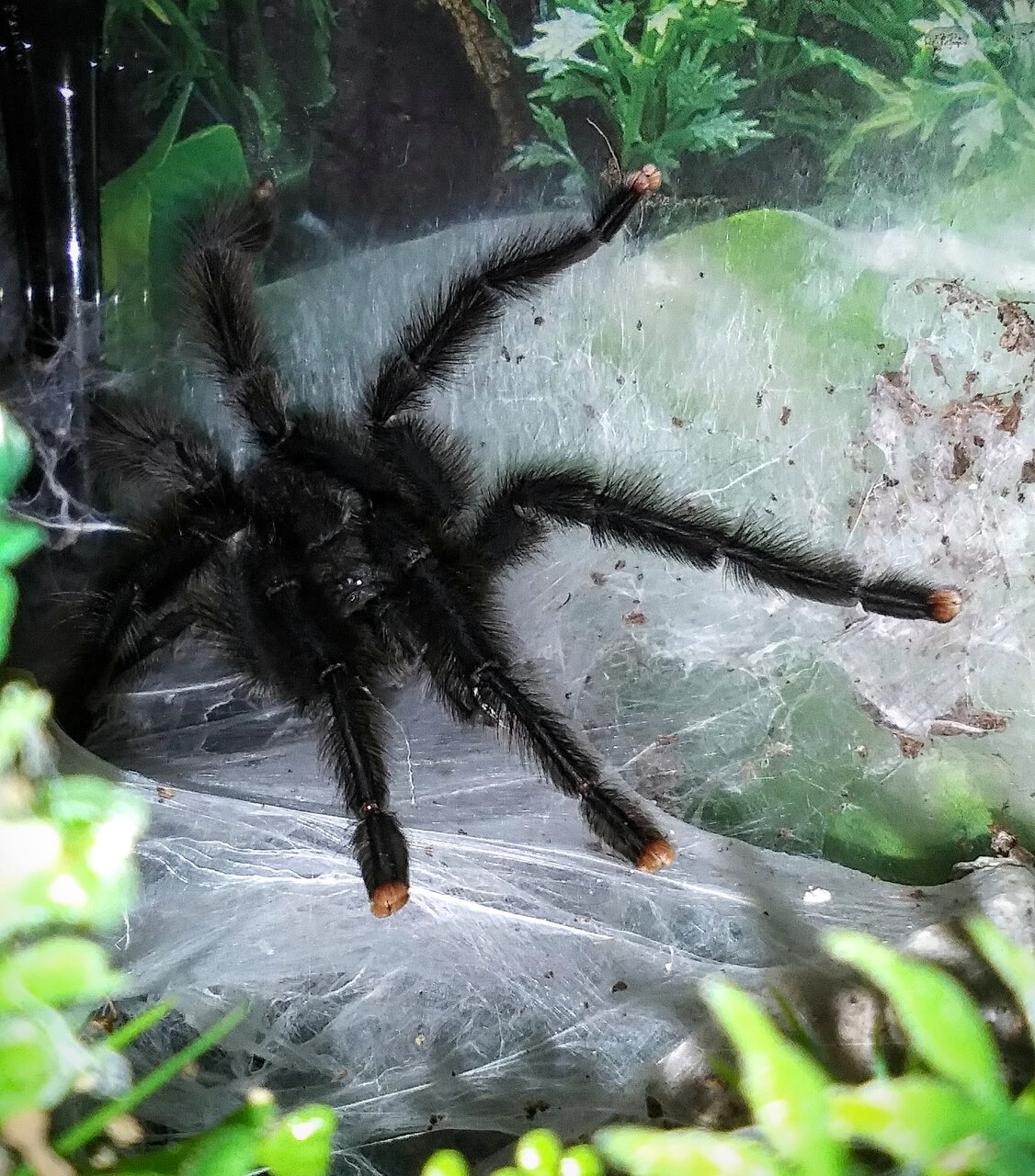 Avicularia avicularia