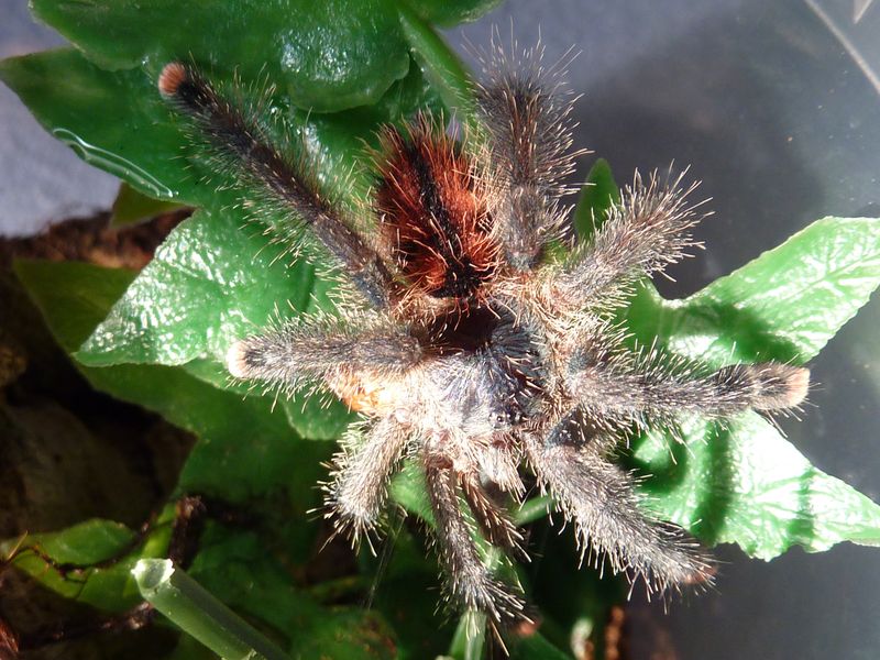 Avicularia azuraklaasi (sexed female)