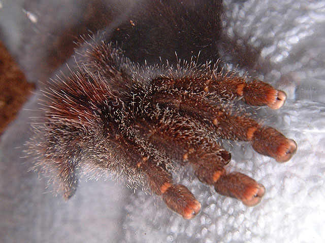 Avicularia bicegoi, Brick Red Pink Toe