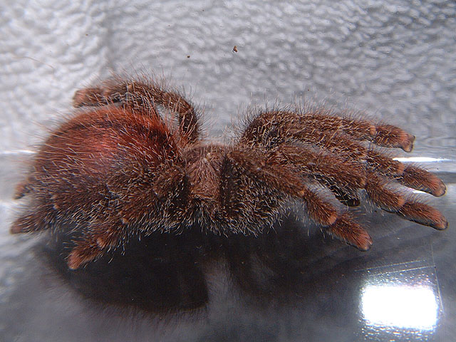 Avicularia bicegoi, Brick Red Pink Toe