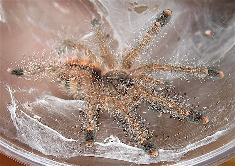 Avicularia bicegoi juvenile