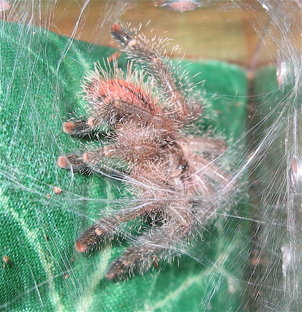 Avicularia bicegoi