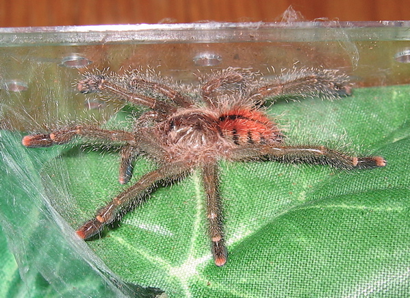 Avicularia bicegoi