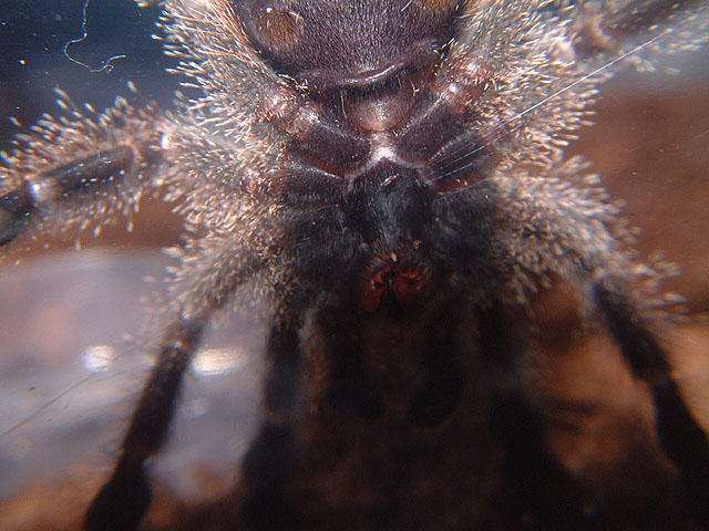 Avicularia bicegoi