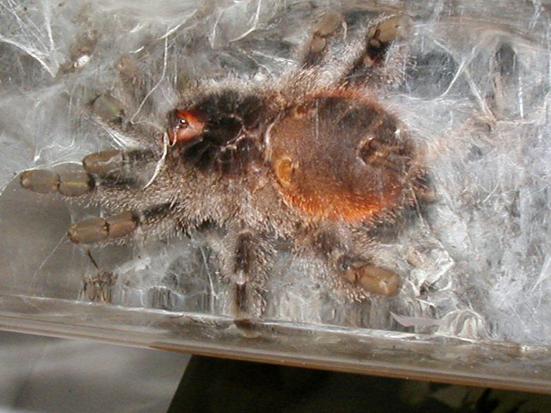 Avicularia bicegoi