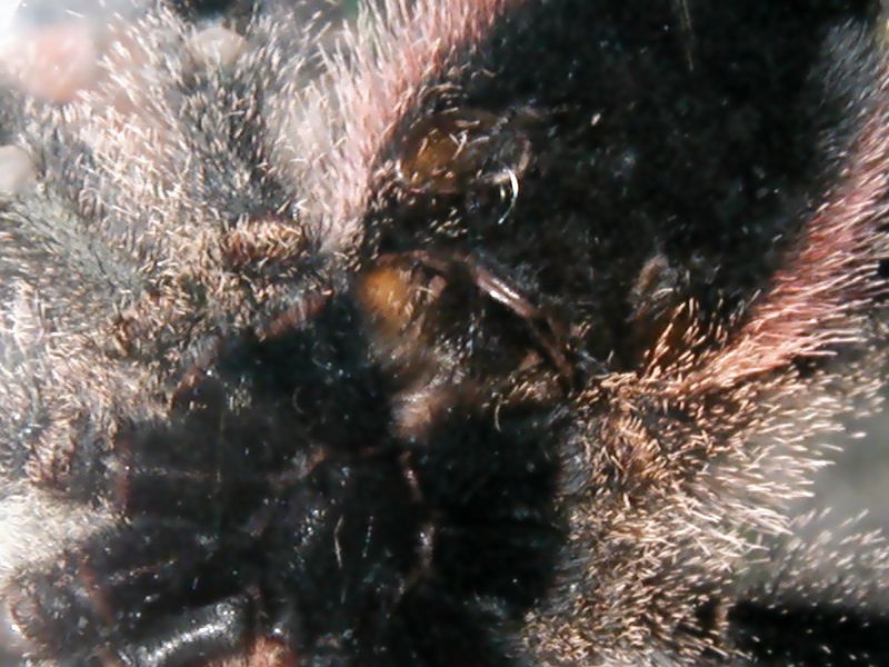 Avicularia bicegoi