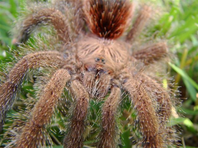 Avicularia bicegoi