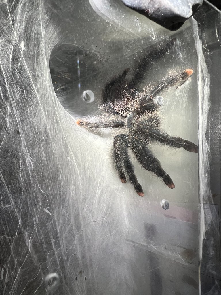 Avicularia braunshauseni possibly