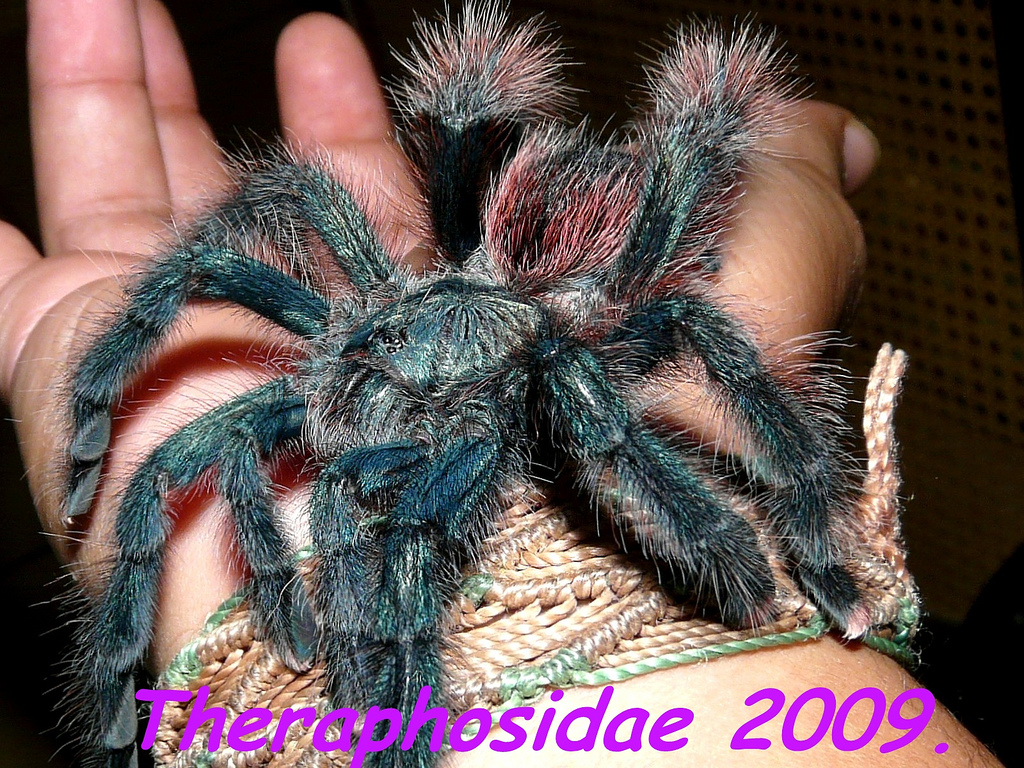 Avicularia Braunshauseni