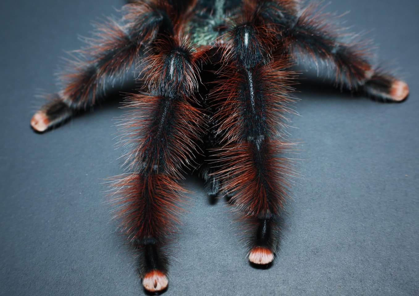 Avicularia braunshauseni