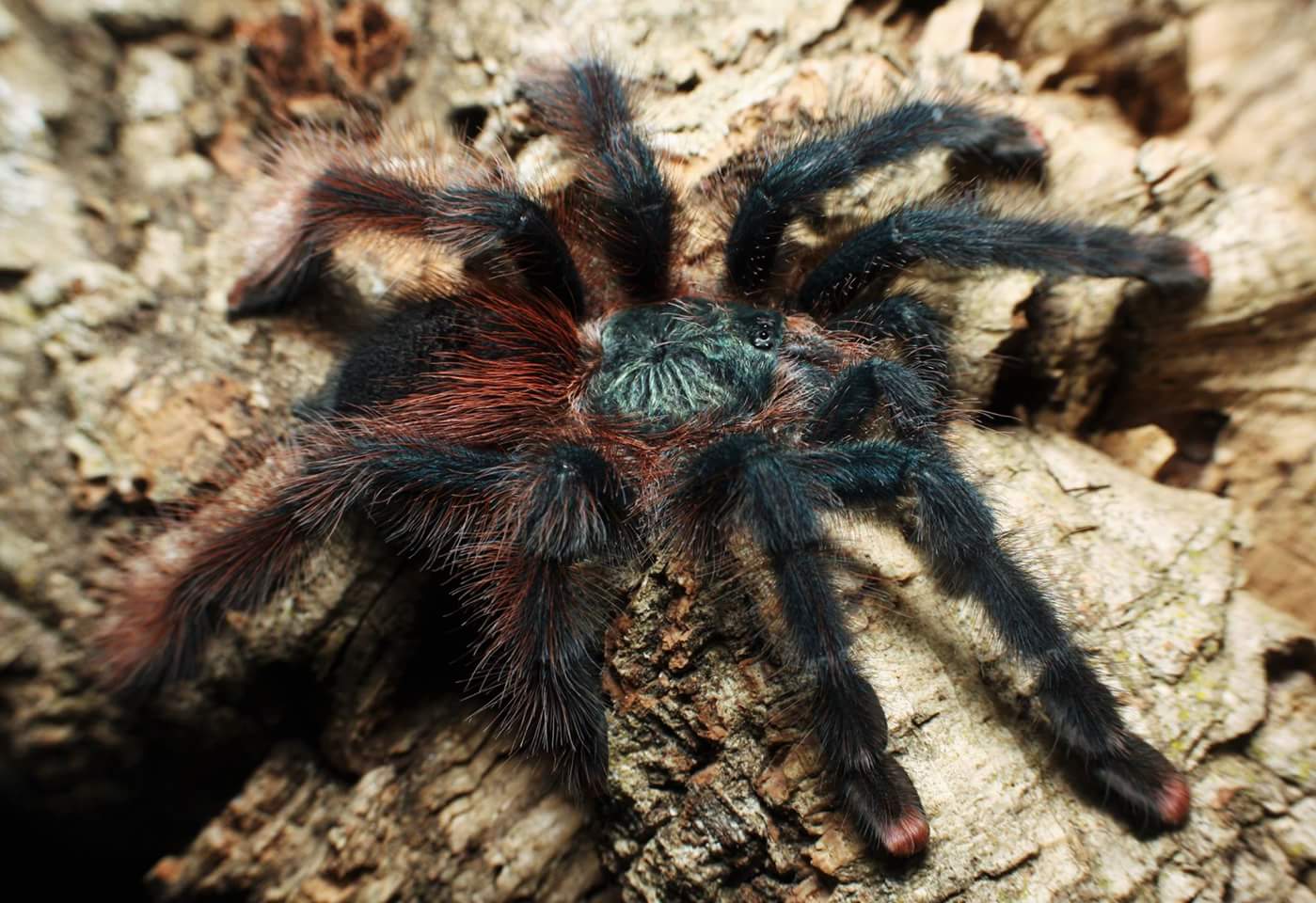 Avicularia braunshauseni