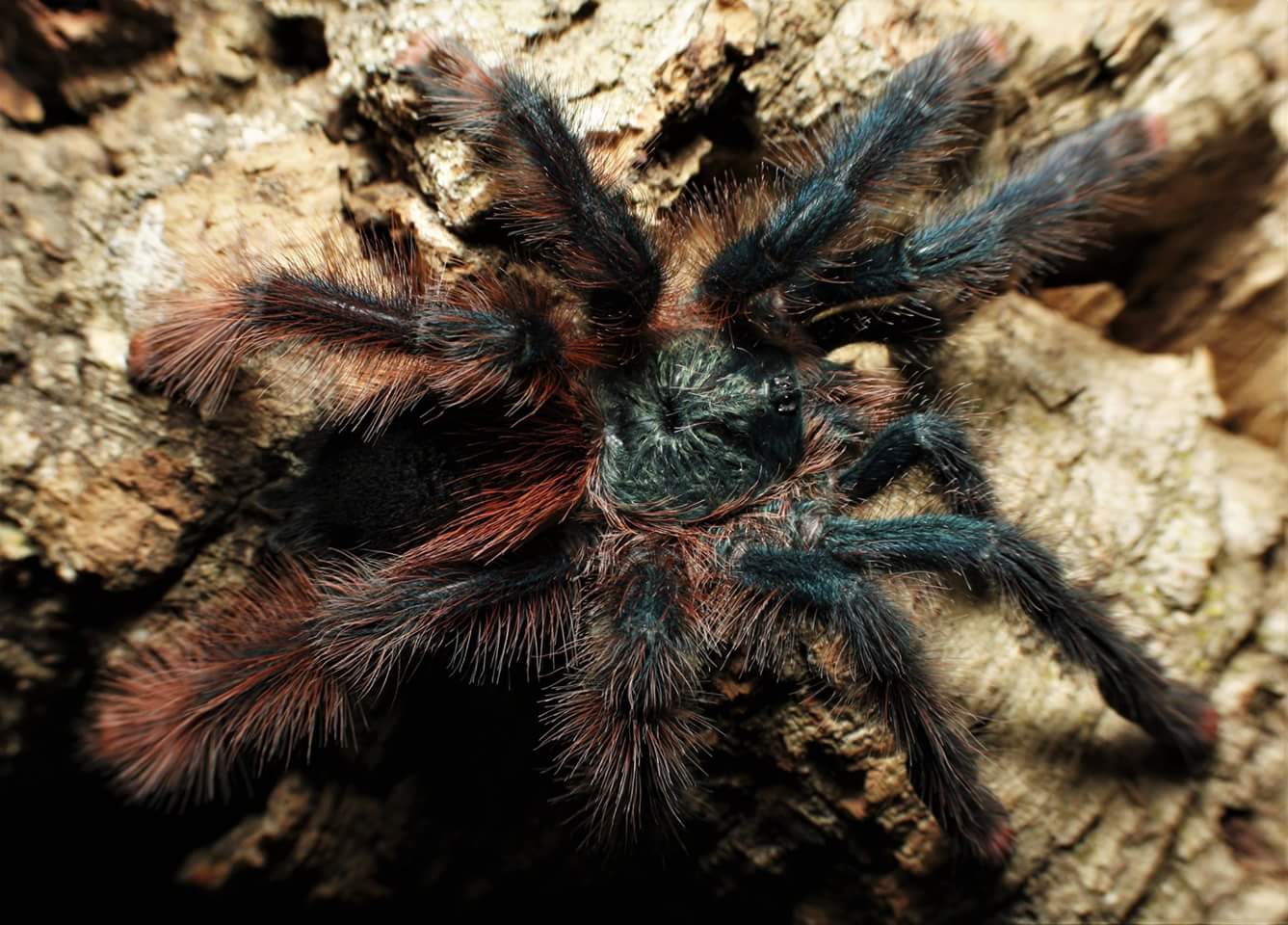 Avicularia braunshauseni