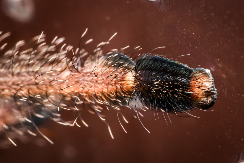 Avicularia cf. juruensis