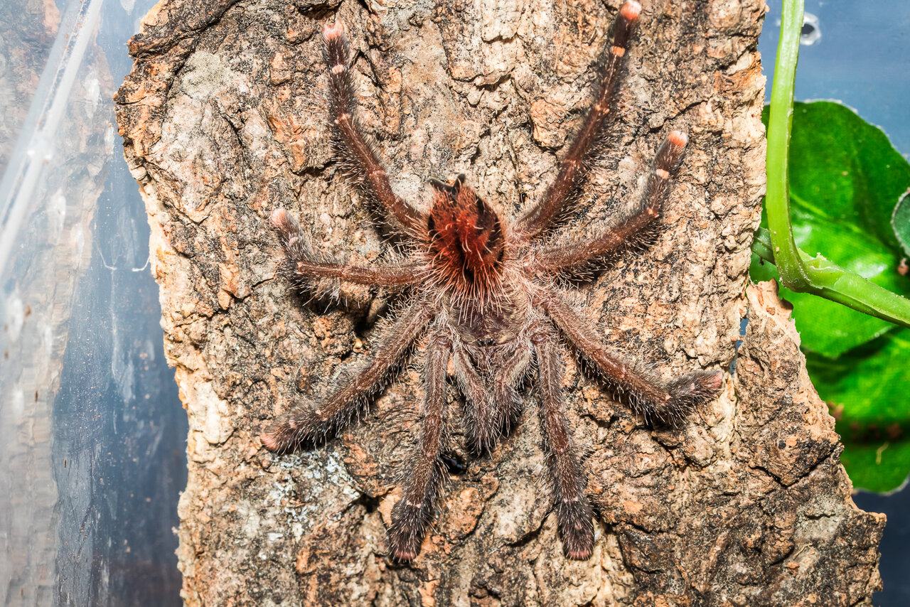 Avicularia cf. juruensis