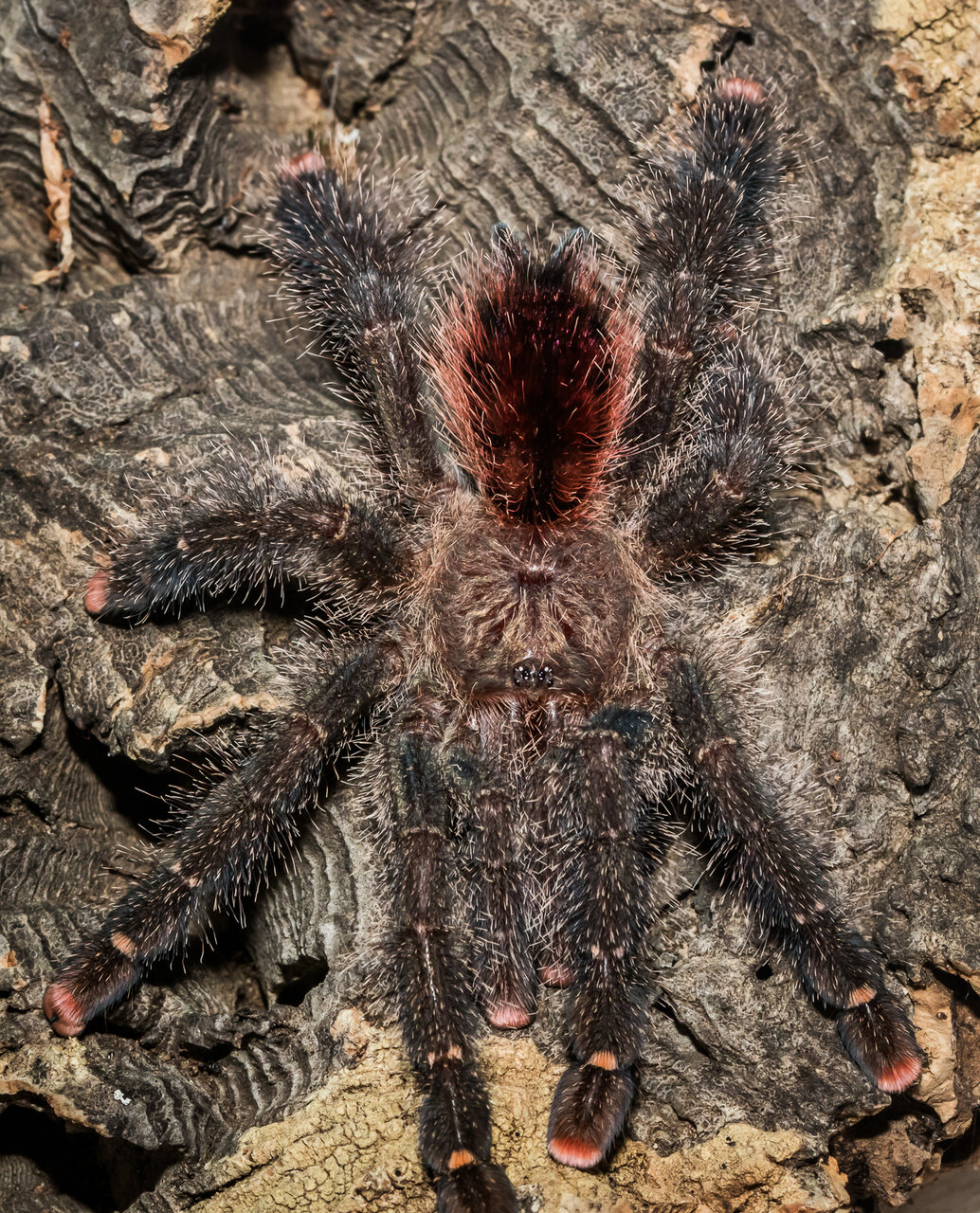 Avicularia cf. juruensis