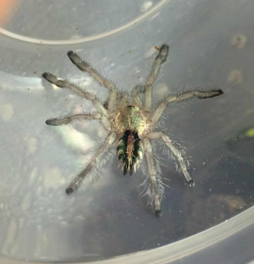 Avicularia diversipes / Amazon Sapphire Pink Toe | Arachnoboards