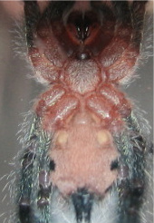 Avicularia Diversipes - Male Or Female