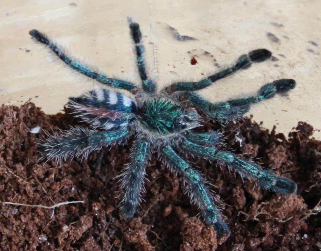 Avicularia Diversipes Sling