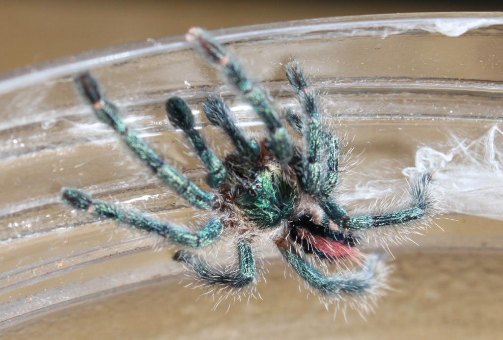 Avicularia Diversipes Sling