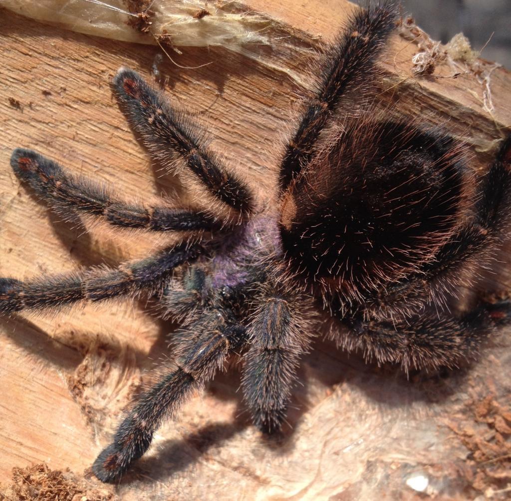 Avicularia diversipes