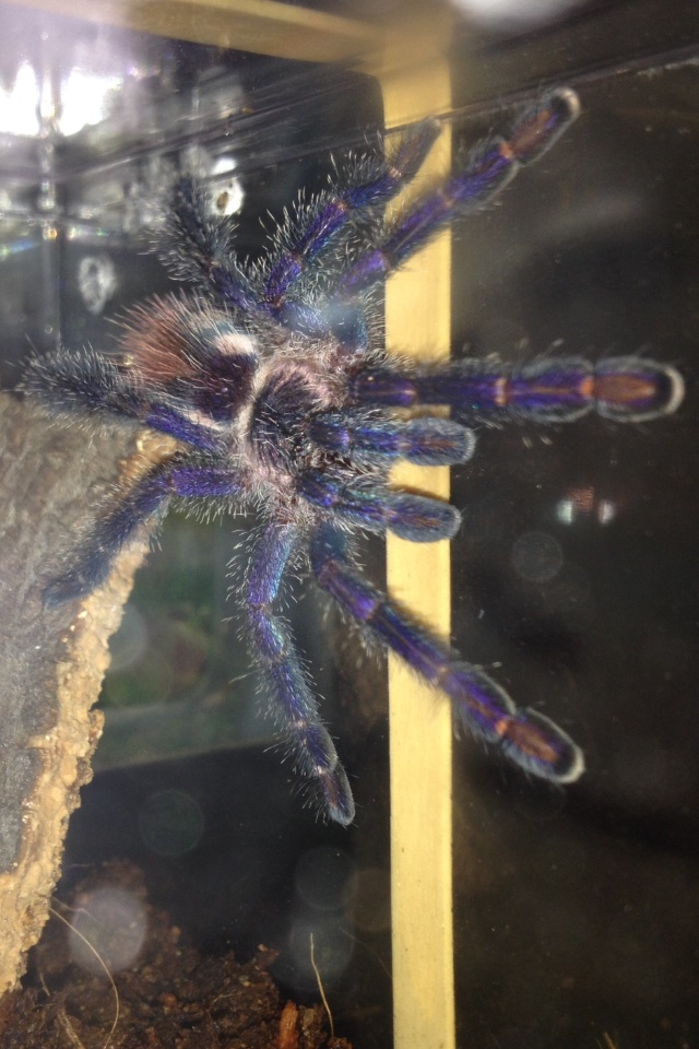 Avicularia Diversipes