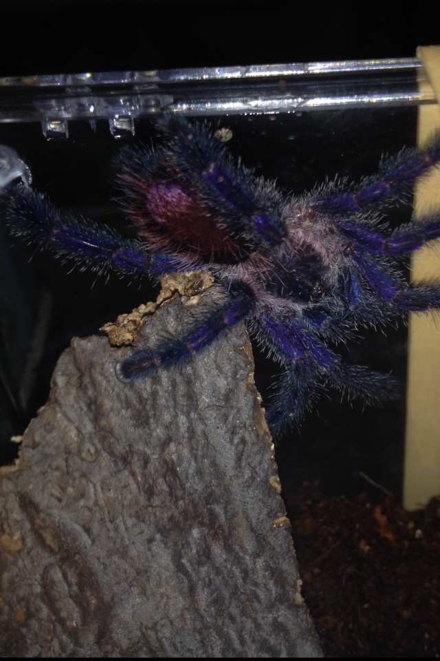 Avicularia Diversipes